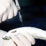 تولید واکسن بیماری ویبریوزیس ماهی «سی‌باس» در جهاد دانشگاهی تهران