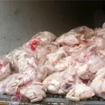 افزایش جوجه‌ریزی ترمز قیمت مرغ را کشید